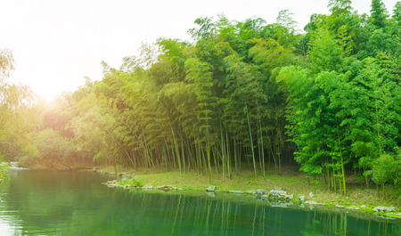 Bamboo beside riverの写真素材