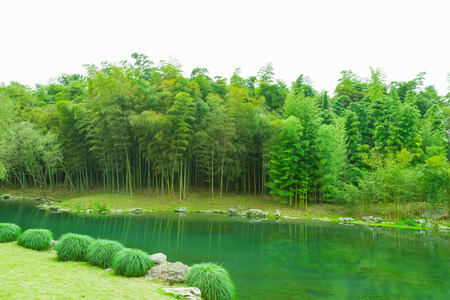 Bambooの写真素材