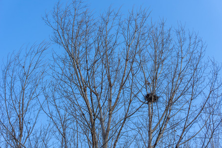 Winter branchesの写真素材