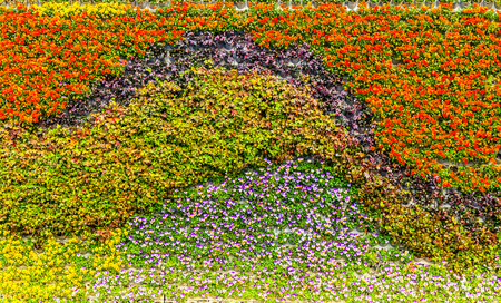 Flower plant wallの写真素材