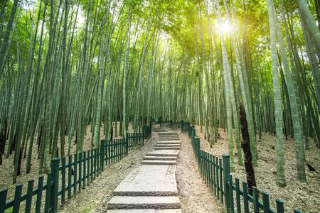 Sunshine Path Green Bamboo Forestの写真素材