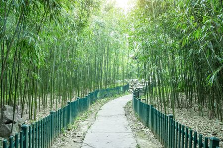 Bamboo forest trailの写真素材