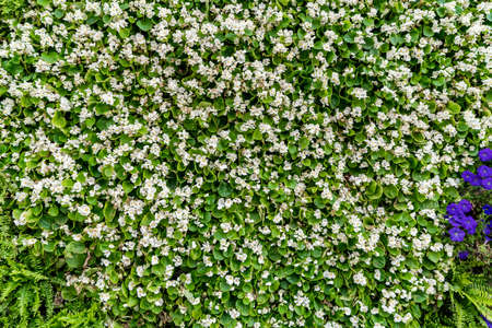 Flower plant art modeling
