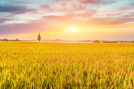 Golden Autumn Rice Field Harvestの写真素材
