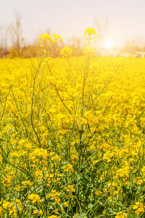 Canora flower sightseeing in the countryside