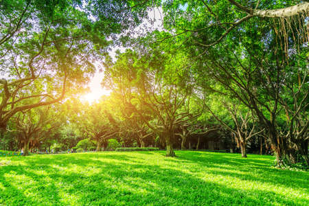 Sunny meadow green woods