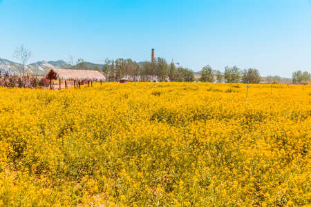 Rural yellow rapeseed flowers blooming