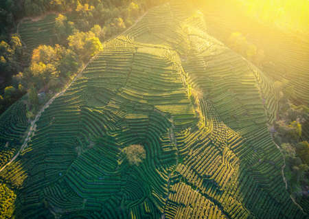Aerial photography of West Lake Longjing Tea Village, Hangzhouの写真素材