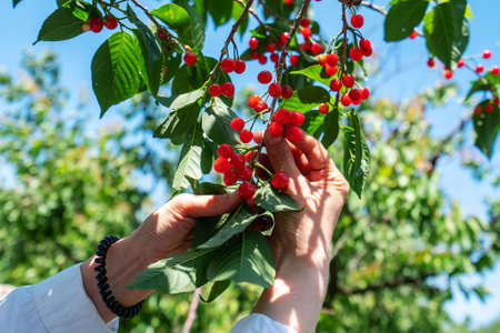 Picking fresh cherries in an outdoor orchardの写真素材