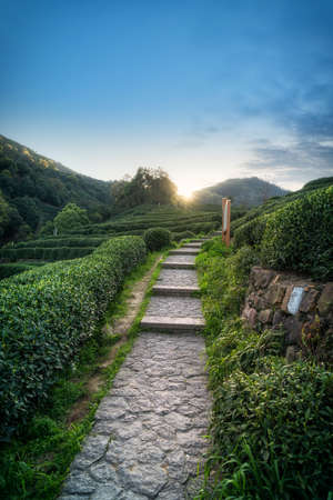 Hangzhou West Lake Longjing Mountain Tea Gardenの写真素材