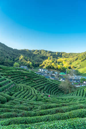 Pastoral scenery of Longjing Tea Township, West Lake, Hangzhouの写真素材