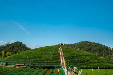 Agricultural planting in outdoor tea fieldsの写真素材