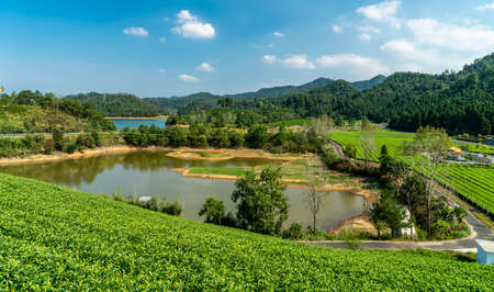 Outdoor alpine ecological tea garden farmland plantingの写真素材