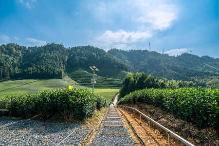 Outdoor alpine ecological tea garden farmland plantingの写真素材