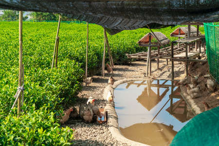 Outdoor alpine ecological tea garden farmland plantingの写真素材