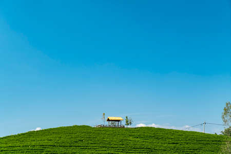 Outdoor alpine ecological tea garden farmland plantingの写真素材