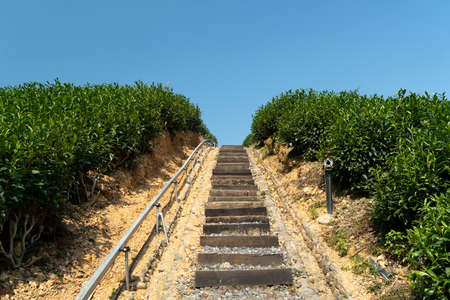 Upside-down shot of outdoor green tea field climbing roadの写真素材