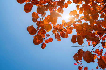 Background of red maple leaves in sunlightの写真素材