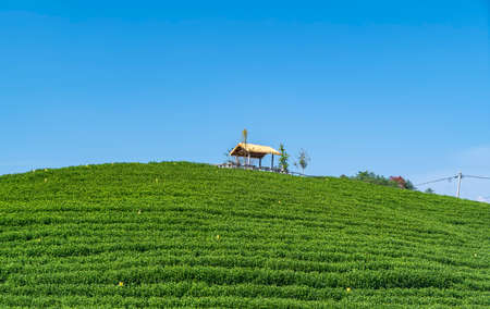 Outdoor ecological green alpine tea garden farmlandの写真素材