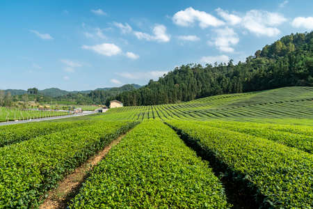 Rural ecological tea garden tea field plantingの写真素材