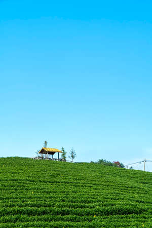 Outdoor alpine tea garden tea field ecological environmentの写真素材