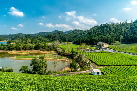 Outdoor farmland green tea plantingのeditorial素材