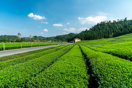 Agricultural planting in outdoor tea fieldsのeditorial素材