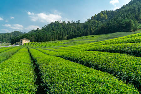Outdoor alpine ecological tea garden farmland plantingのeditorial素材
