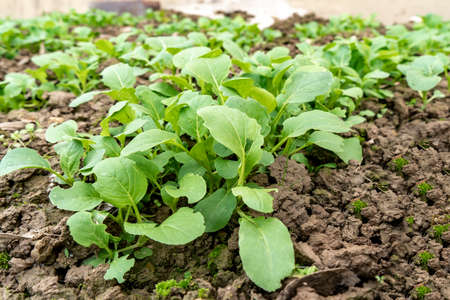 Close up shot of fresh green leafy vegetables in vegetable gardenの写真素材