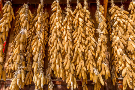 Autumn harvest of corn in rural farmyardの写真素材