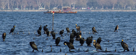 Ducks in lakeの写真素材