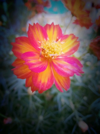 Yellow and perple flower