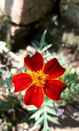 A red marigold flowerの写真素材