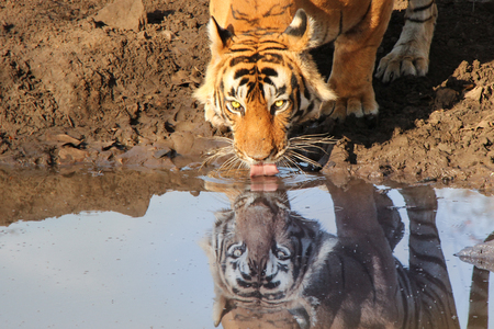 Tiger reflection in waterの写真素材
