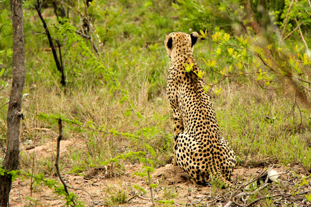 Cheetah in a jungleの写真素材