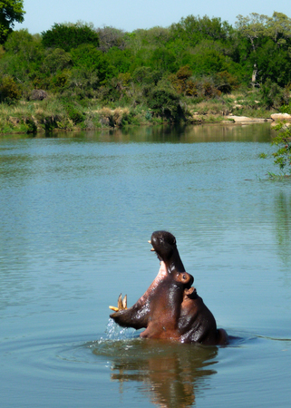 Hippopotamus yawnの写真素材