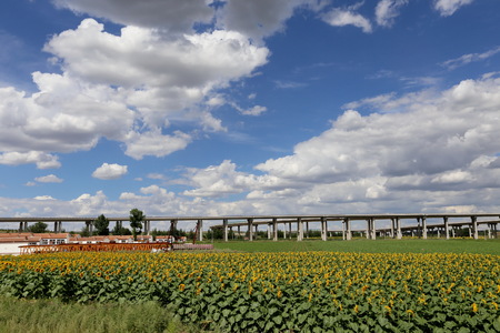 Nature scenery view of a flower field under the blue sky with white cloudの写真素材