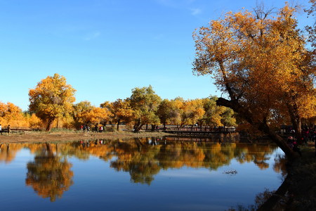 View of a park during the autumn seasonの写真素材