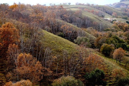 View of autumnal trees