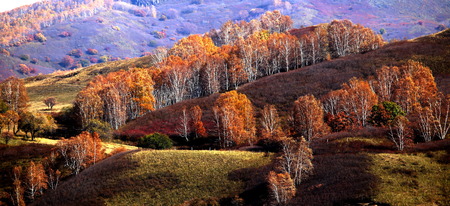 View of autumnal treesの写真素材