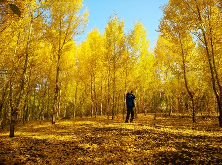 Photographer taking pictures of the autumnal treesの写真素材