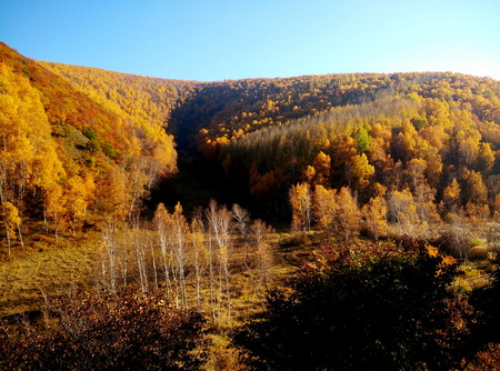 View of autumnal trees on the hillの写真素材