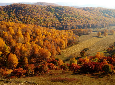 View of autumnal trees at the countrysideの写真素材