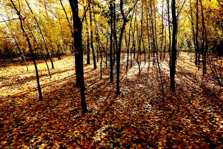 View of autumnal treesの写真素材
