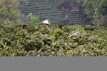 View of tea plantationの写真素材