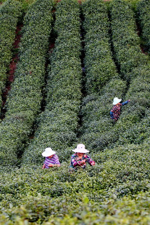 View of tea plantationの写真素材