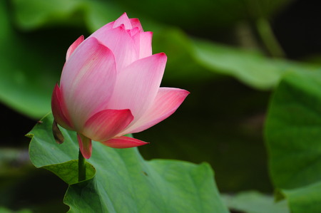 lotus closeupの写真素材