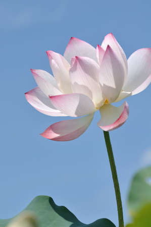 blooming lotusの写真素材