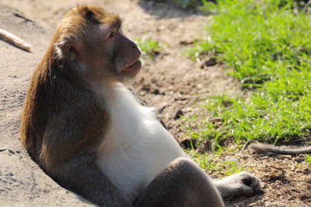 Monkey sitting on the ground with green grass in the background.の写真素材