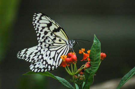 Butterfly on a flower in the rainforest of Costa Rica